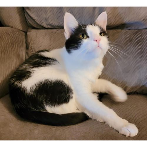 No photo for 7504 Ringo