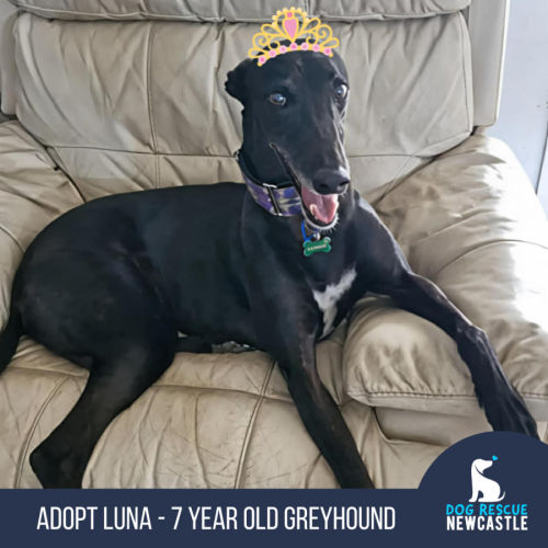 Luna - 7 Year Old Greyhound