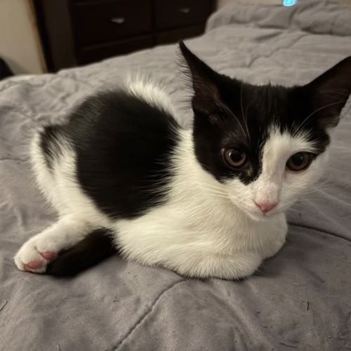 No photo for Candy Cane