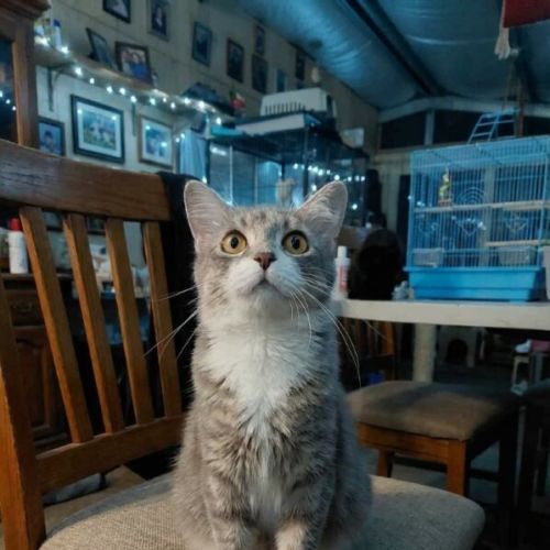 Freya