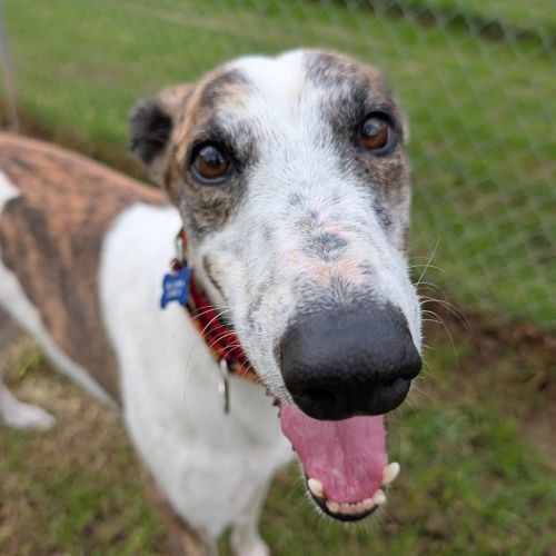 Indiana Bones The Greyhound