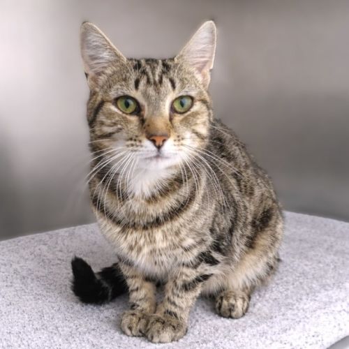 Miss Cinnamon Snuggle