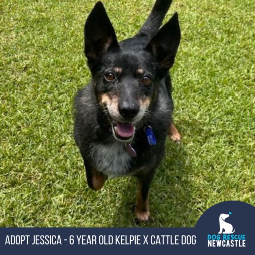 Jessica - 6 Year Old Kelpie X Cattle Dog