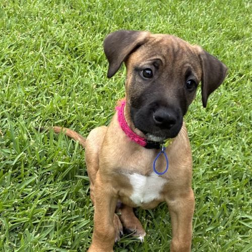 Snoopy - 9 Week Old Cattle Dog X