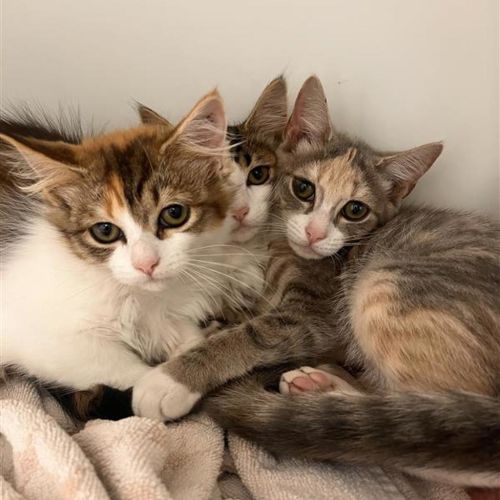 Little Miss Scatterbrain