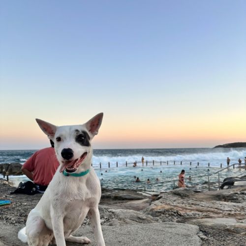 Luna Lou - 2 Year Old Cattle Dog X