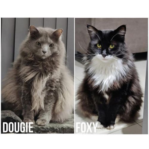 2529 & 3497 - Dougie & Foxy