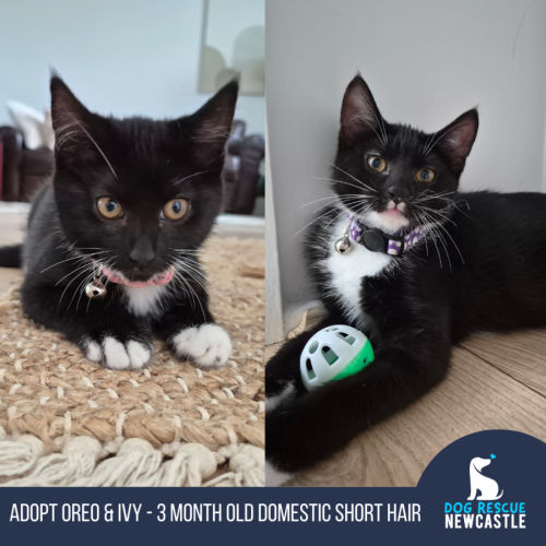 Oreo & Ivy -3 Month Old Domestic Short Hair 