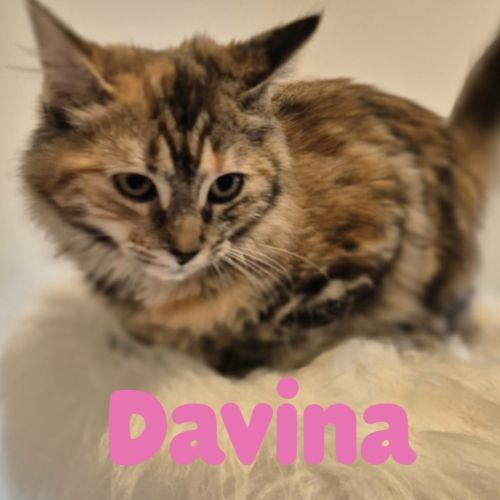 Davina
