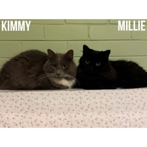 13751 & 13750 - Kimmy & Millie