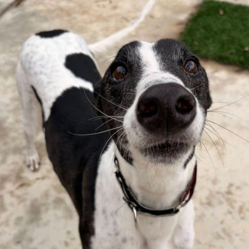 Pellinor The Greyhound