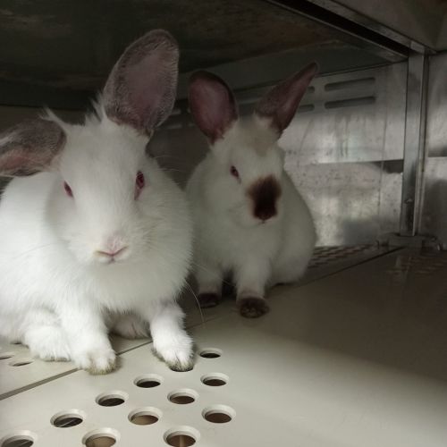 Flopsy & Nibbles- Meet us @ petstock double bay