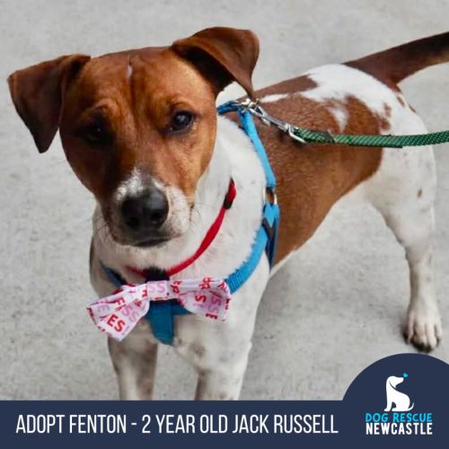 Fenton - 2 Year Old Jack Russell