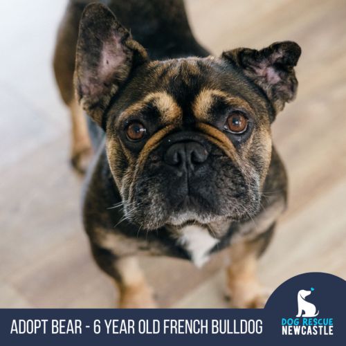 Bear - 6 Year Old French Bulldog
