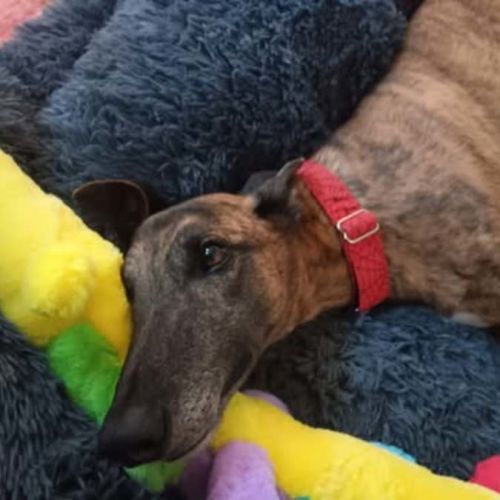 Dusty, the greyhound