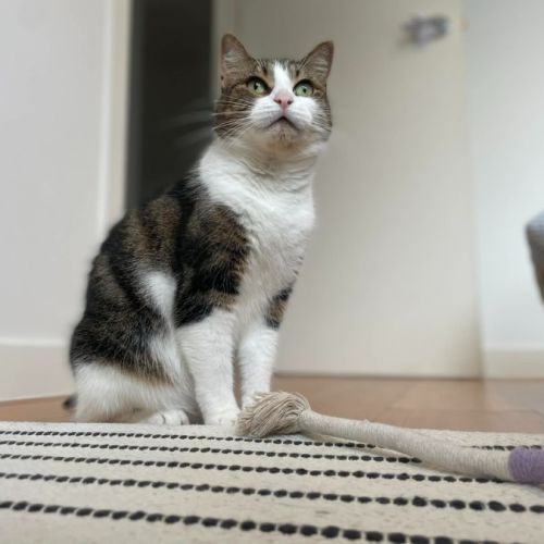 Mimi - In foster care in Macleod