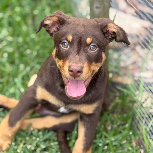 Milo 🐶🐶🐾🐾