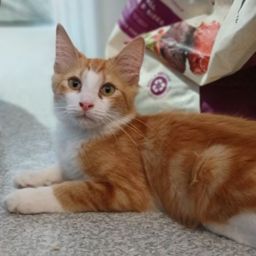 King Louie *9 Lives Project Rescue*