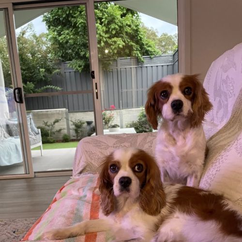 Beautiful Poppy and Pearl 