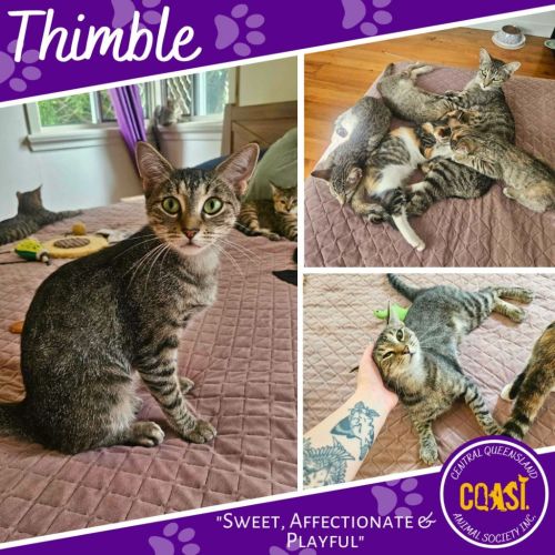 No photo for Thimble