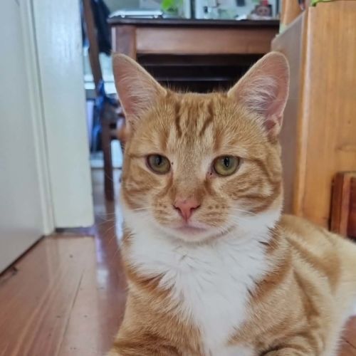 Eddie *9 Lives Project Rescue*