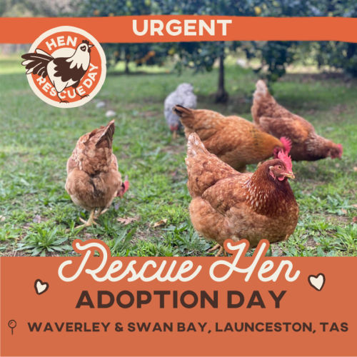Rescue Hen Adoption Day - Waverley & Swan Bay, TAS