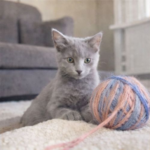 Islay and Arran 🌷