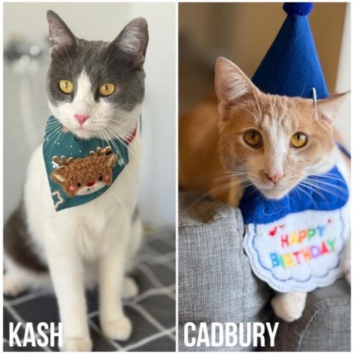 13748 & 13749 - Kash & Cadbury 