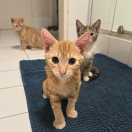 Zeus - Ringworm special $49