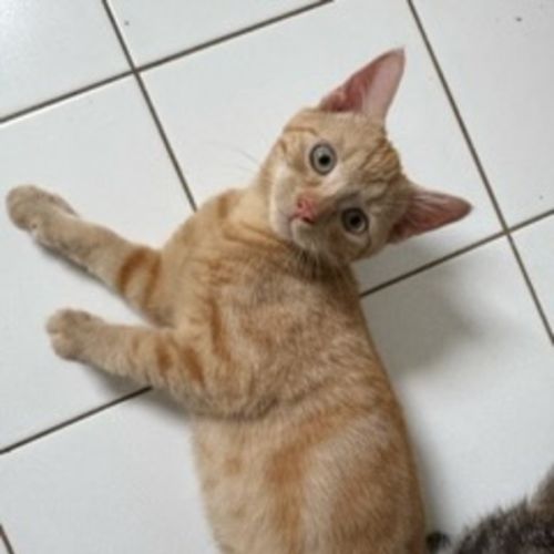 Apollo - Ringworm Special $49