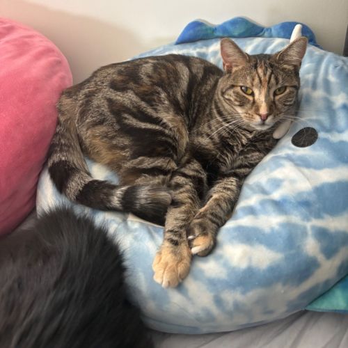 Caitlyn **2nd Chance Cat Rescue**