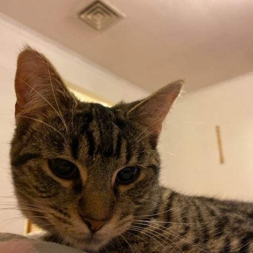 No photo for Lil Miss *9 Lives Project Rescue*