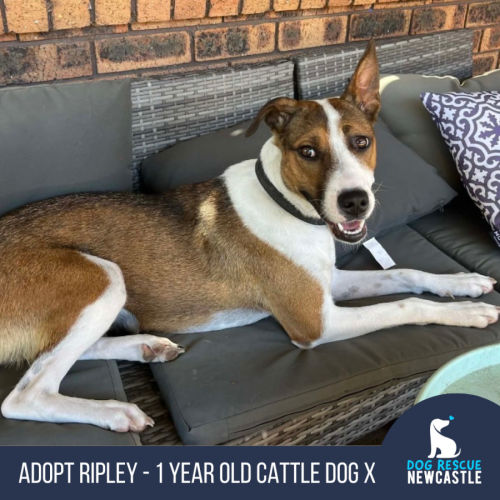 Ripley - 1 Year Old Cattle Dog X