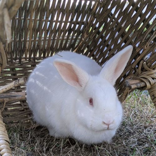 Alon (w Just Millie)