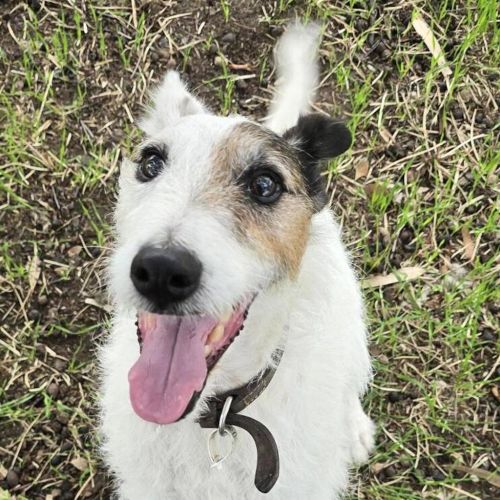 Paddy ( The Tall Terrier )