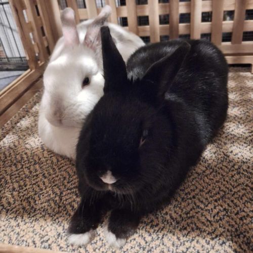 Luke Skyhopper (w Kira)