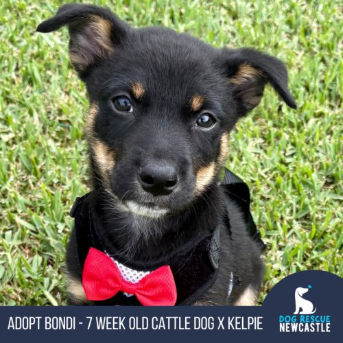 Bondi - 7 Week Old Cattle Dog X Kelpie