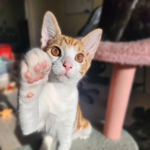 No photo for Pretzel