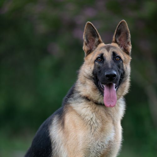 No photo for Sheeba