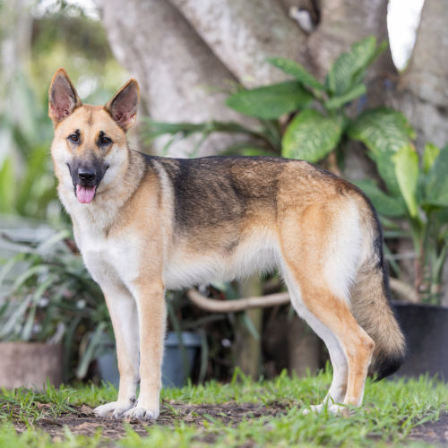 Lupa (previously Kailani)