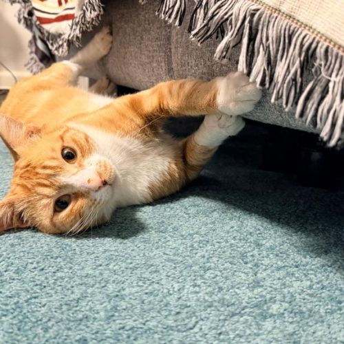 Julio