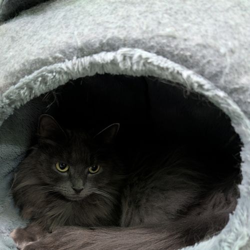 Sylvie ( Bonded With Snowy )