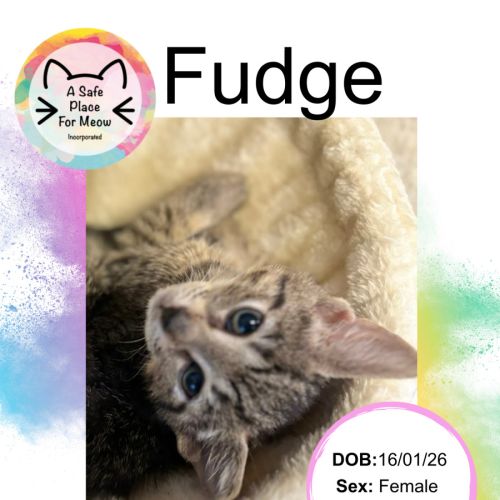 Fudge