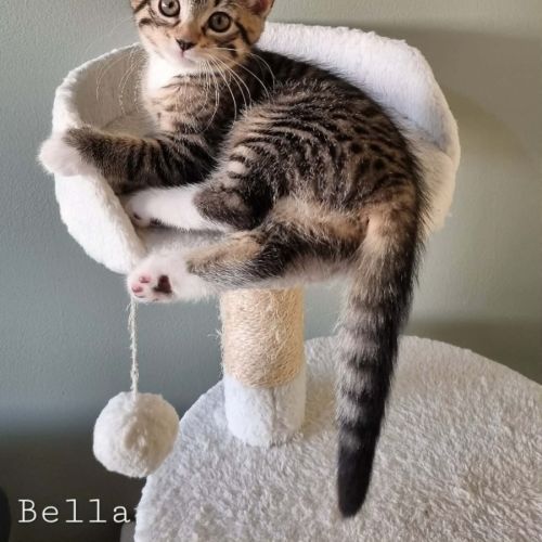 Bella