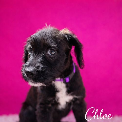 No photo for Chloe