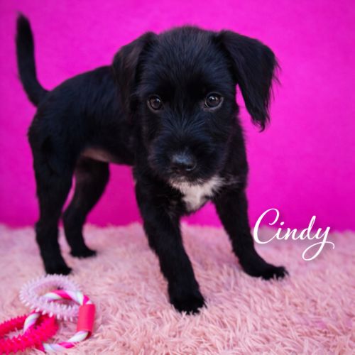No photo for Cindy