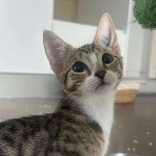 No photo for Muffin