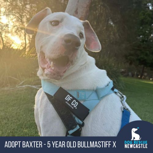 Baxter - 5 Year Old Bullmastiff X