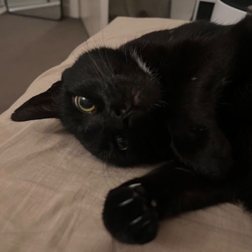 No photo for Luna Rose