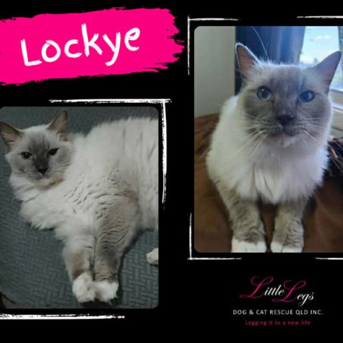 Lockye